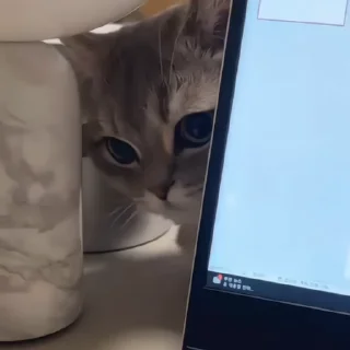 🐈‍⬛️