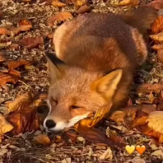 🤩
