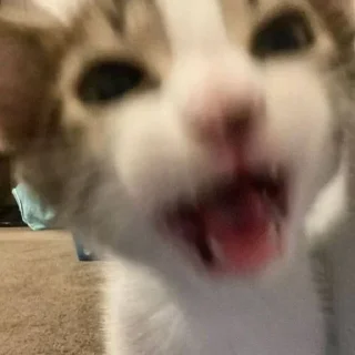 💗