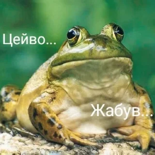🐸