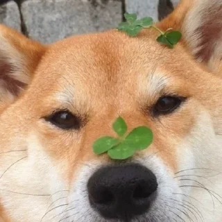 🍀