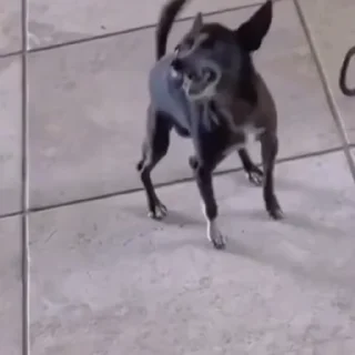 🐕‍🦺