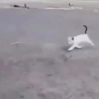 🐈