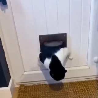 🤩