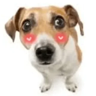 Собаки Хуяки @stickers_teleg_telegramstickeri