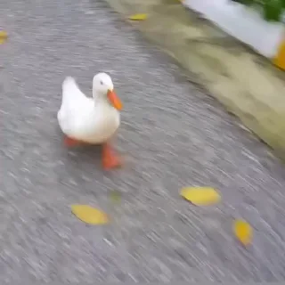 🦆
