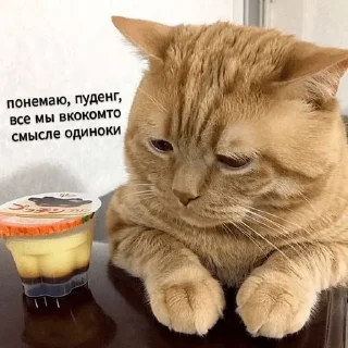 😿