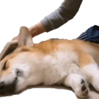 💤