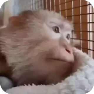 🤩