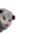 REAL Poss Stickers