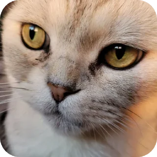 🐱