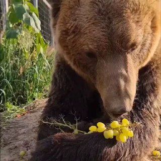 🤩