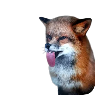 🦊