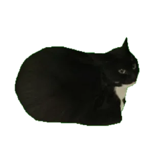 Maxwell Cat @TgSticker