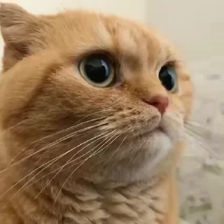 😾
