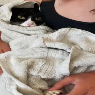 🐾