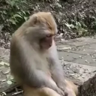 🐵