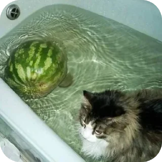 🐱