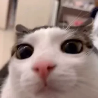 🌟