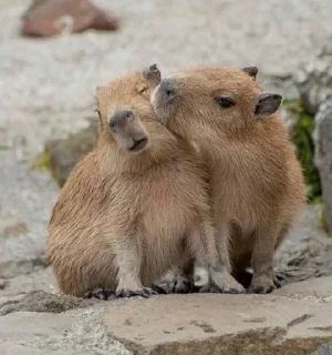 🐗