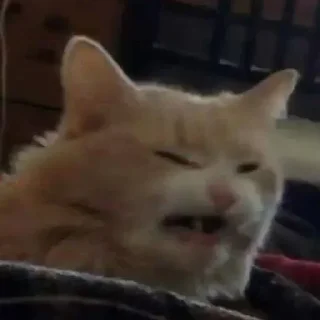 🐈‍⬛
