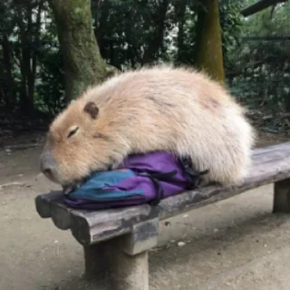 🎒