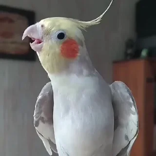 🤩