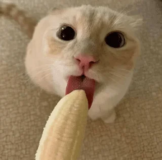 🐈