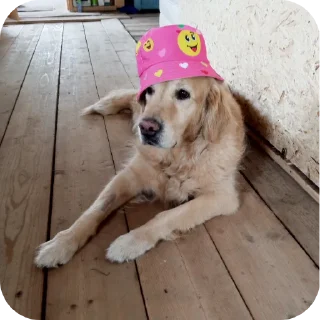 🐶