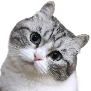 😺