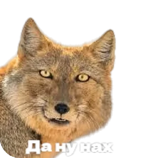 🦊