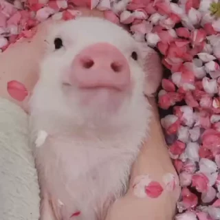 🐽