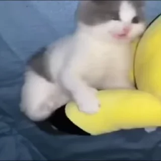 🐈‍⬛