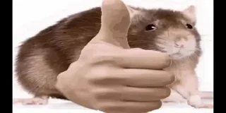 🌟