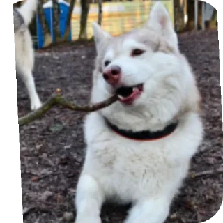 👍