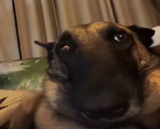 🥺