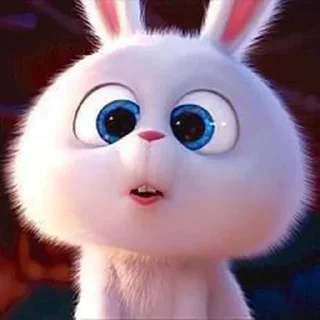 🐰