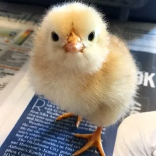 🤩