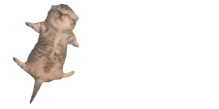 🐈