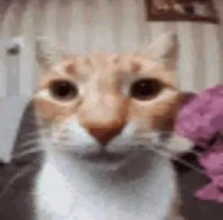 😺