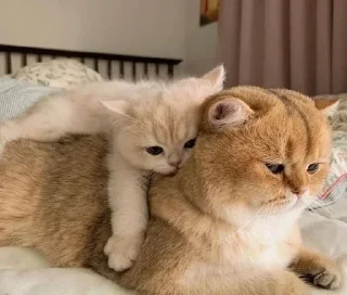 🤗