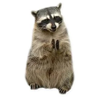 Raccoon @stickersb2b