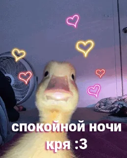 🦆