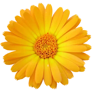 🌼
