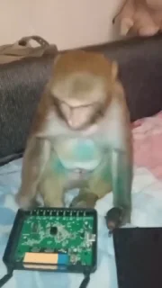🧠