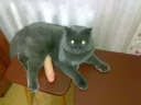 🐱