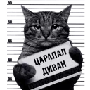 Кот Рецидивист