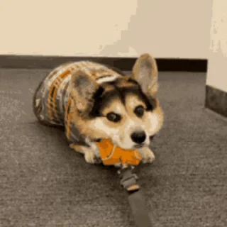 🐶