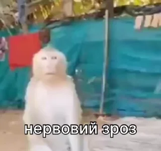 😵‍💫