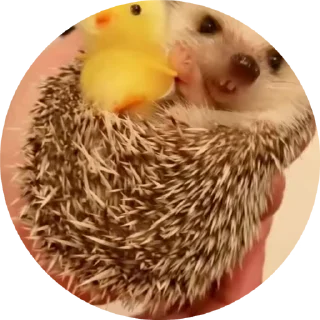 🦔